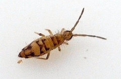 Entomobrya nivalis