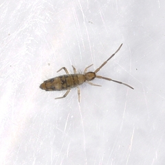 Entomobrya nivalis