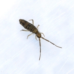 Entomobrya nivalis