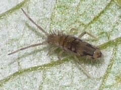 Entomobrya nivalis