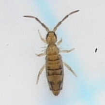 Entomobrya nivalis