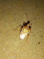 Oebalus