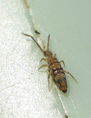 Entomobrya nivalis