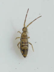 Entomobrya nivalis