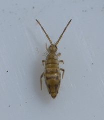 Entomobrya nivalis
