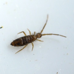 Entomobrya nivalis