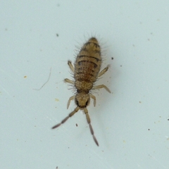 Entomobrya nivalis