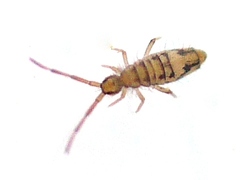 Entomobrya nivalis