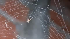 Uloborus plumipes