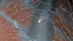 Uloborus plumipes