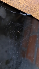 Uloborus plumipes