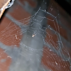 Uloborus plumipes