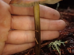Hygrocybe