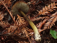 Hygrocybe