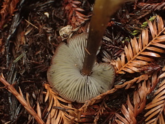 Hygrocybe