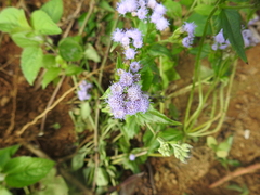 Praxelis clematidea
