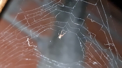 Uloborus plumipes