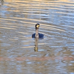 Nannopterum brasilianum