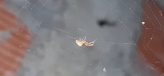 Uloborus plumipes