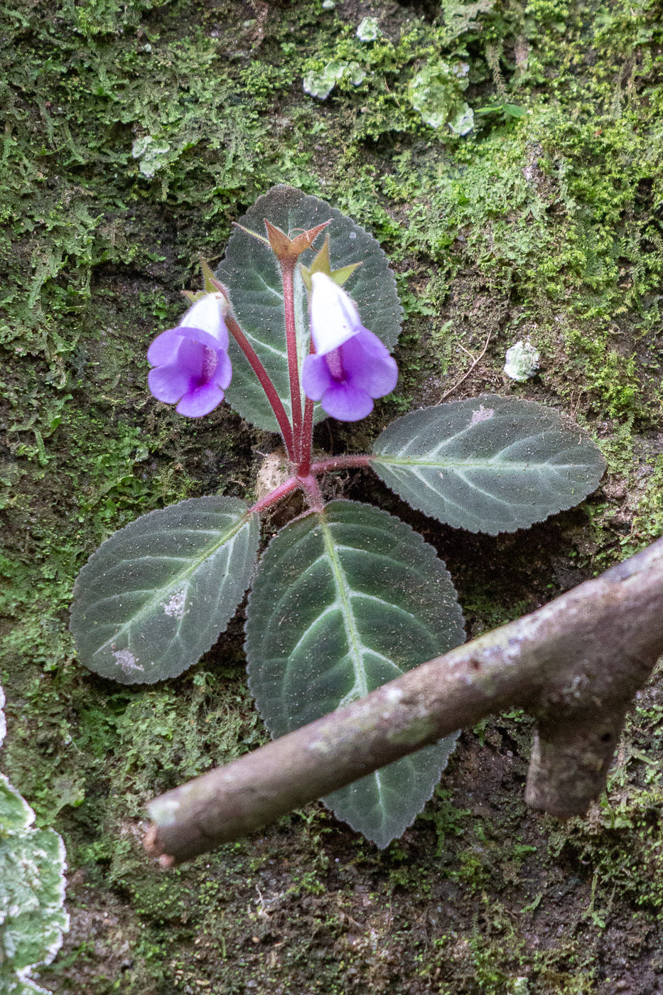 Sinningia