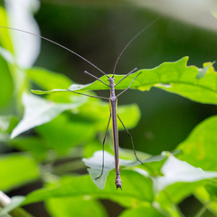 Paraphasma sooretama