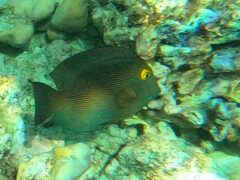 Ctenochaetus strigosus