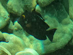 Ctenochaetus strigosus