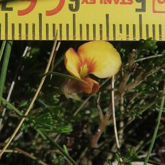 Dillwynia prostrata