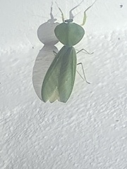 Choeradodis rhombicollis