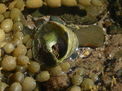 Astralium tentoriiforme