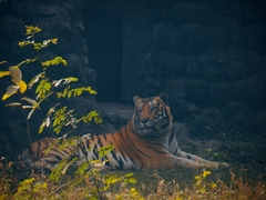 Panthera tigris