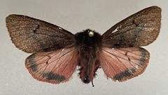 Phragmatobia assimilans