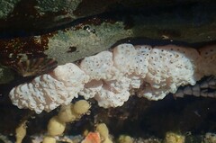 Polycitoridae