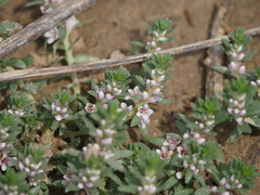 Lysimachia maritima