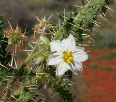 Solanum hoplopetalum