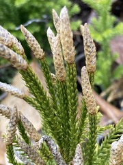Dendrolycopodium dendroideum