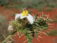 Solanum hoplopetalum