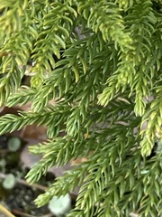 Dendrolycopodium dendroideum