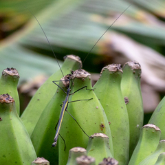 Paraphasma sooretama