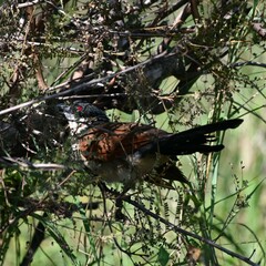 Centropus superciliosus burchellii