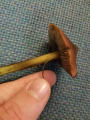 Hygrocybe
