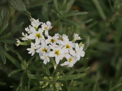 Tournefortia sibirica