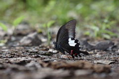 Papilio iswaroides