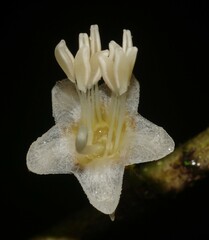 Henriettea flavescens