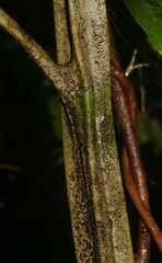 Henriettea flavescens