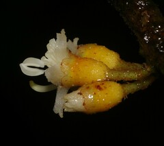 Henriettea flavescens