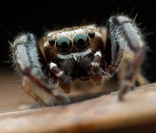Stichius albomaculatus