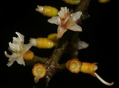 Henriettea flavescens