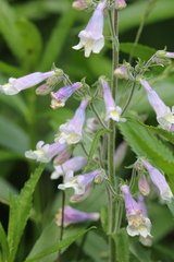 Penstemon hirsutus