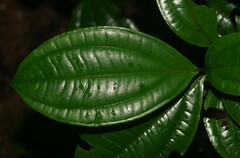 Henriettea flavescens